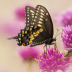 2Black Swallowtail - ID: 15950882 © Sherry Karr Adkins