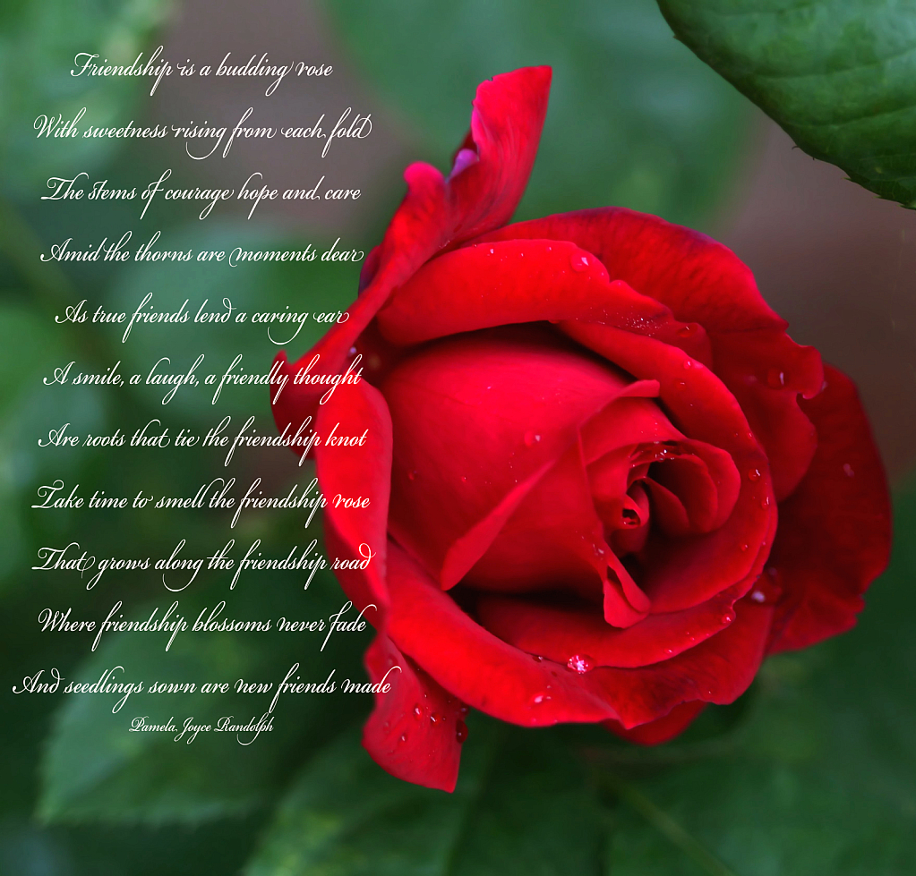 The Friendship Rose