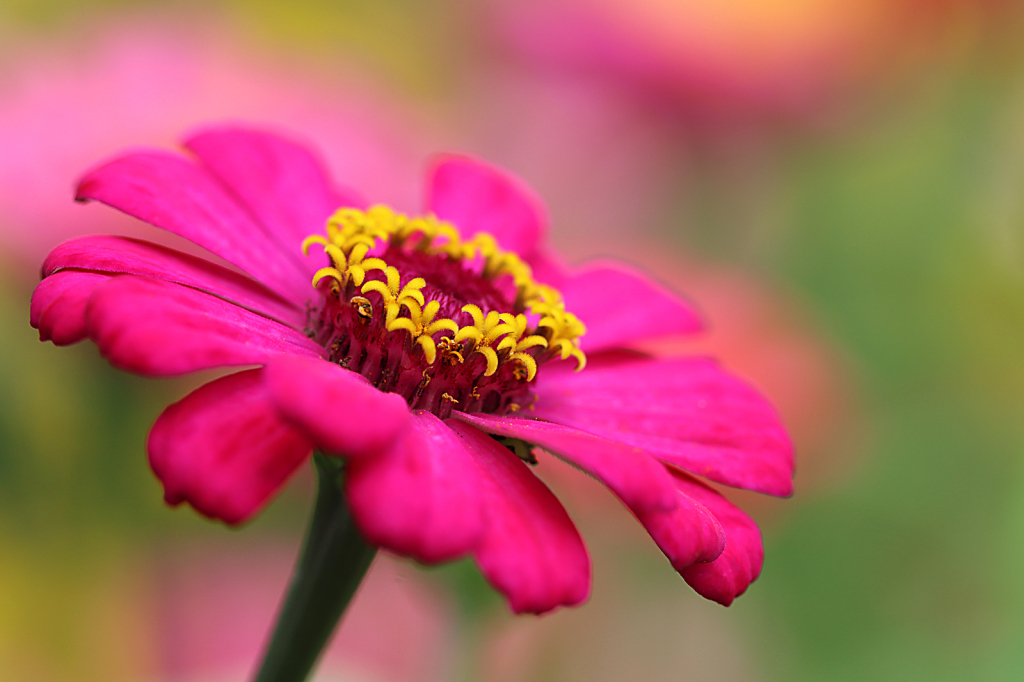 Zinnia 4