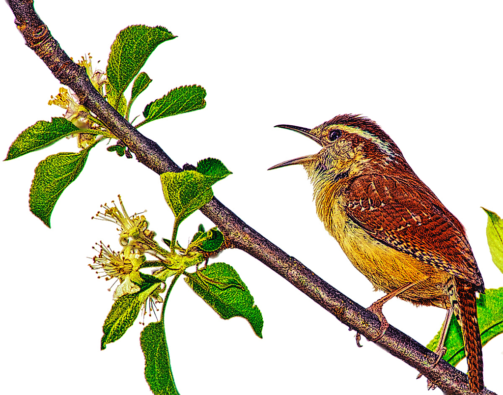 Carolina Wren - ID: 15950913 © Janet Criswell