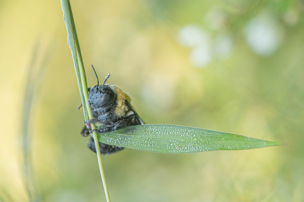 Sleeping Bumble Bee in the Morning Dew