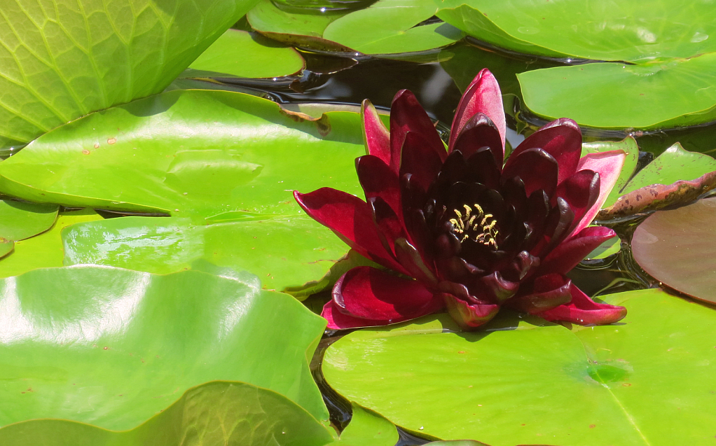 Red Lotus