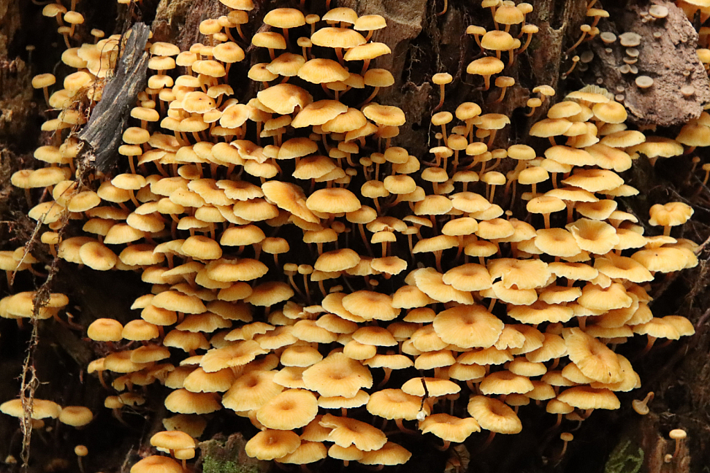 Fungi Village