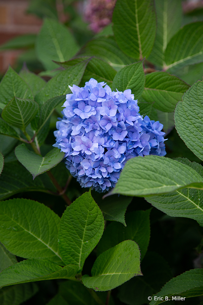 Hydrangea