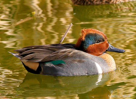 waterfowl74