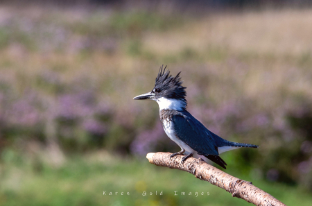 Belted King Fisher