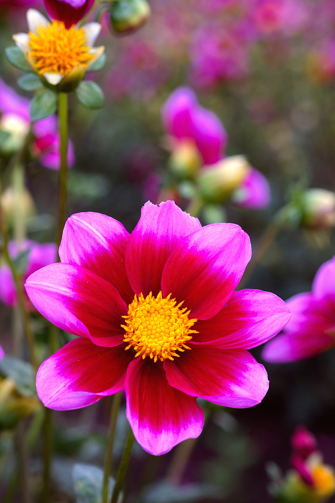 2017 Flower - ID: 15951259 © Magdalene Teo