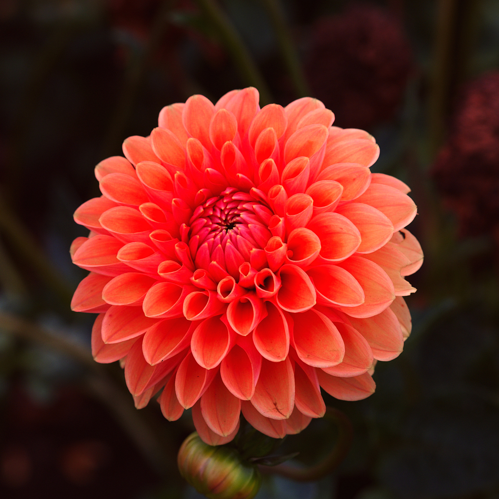 2017 Flower Dahlia