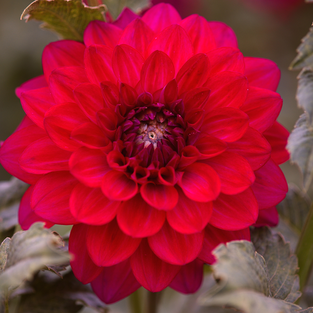 2017 Flower Dahlia 2