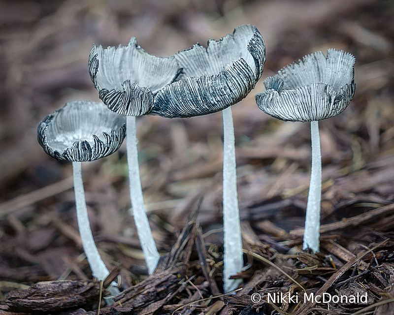 Mushroom Quartet