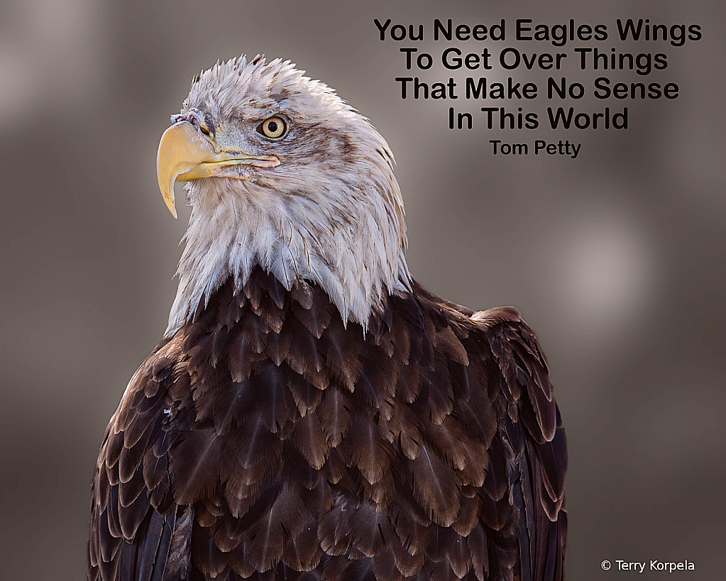 Bald Eagle - ID: 15951265 © Terry Korpela