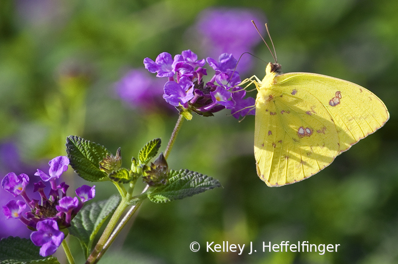 Butterfly at Breakfast - ID: 15951268 © Kelley J. Heffelfinger