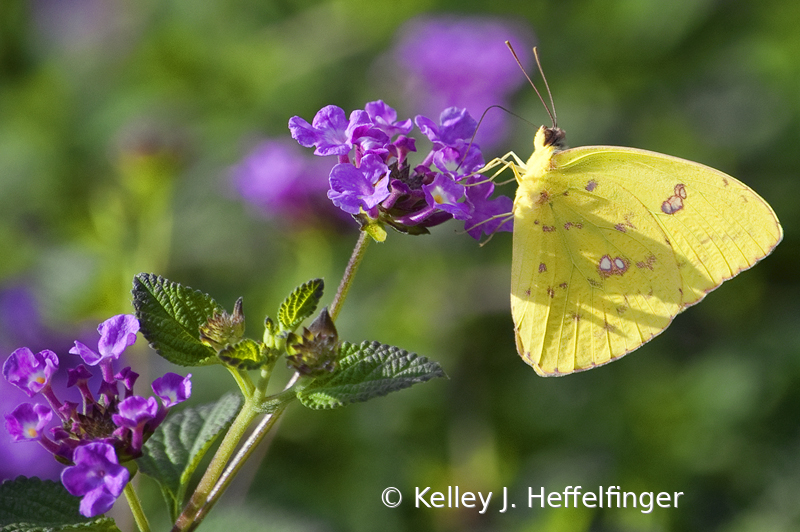 Butterfly at Breakfast