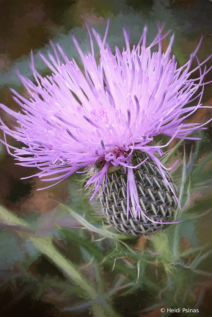 September Thistle