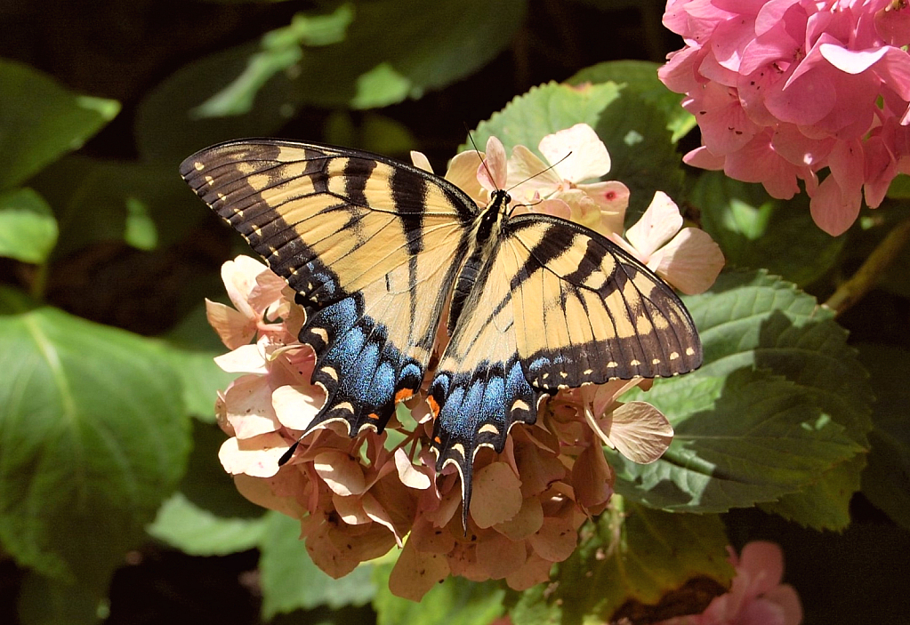 Butterfly Tableau