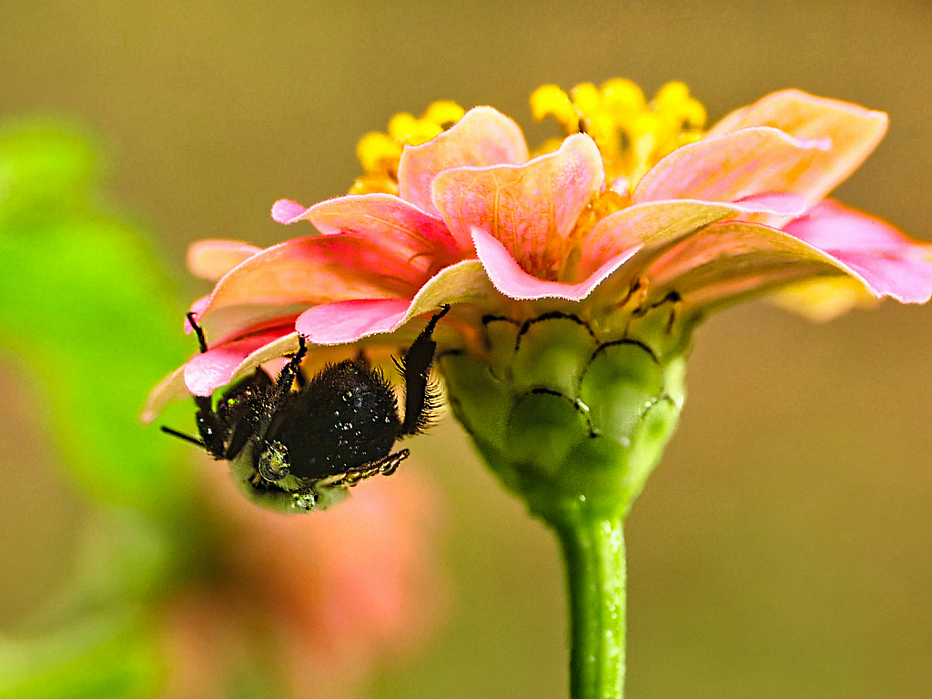 Umbrella - ID: 15951279 © Janet Criswell