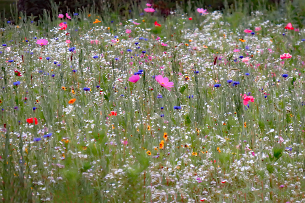 Pastel Flower Field