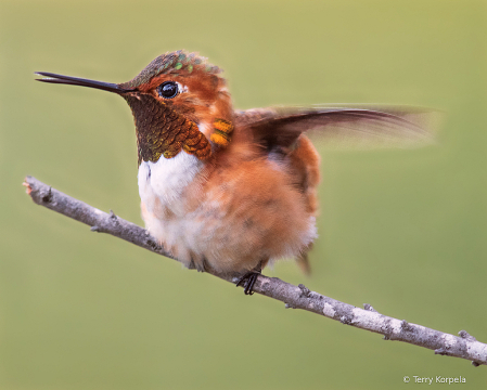 Allen's Hummingbird