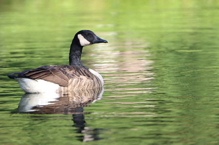 Canada Goose