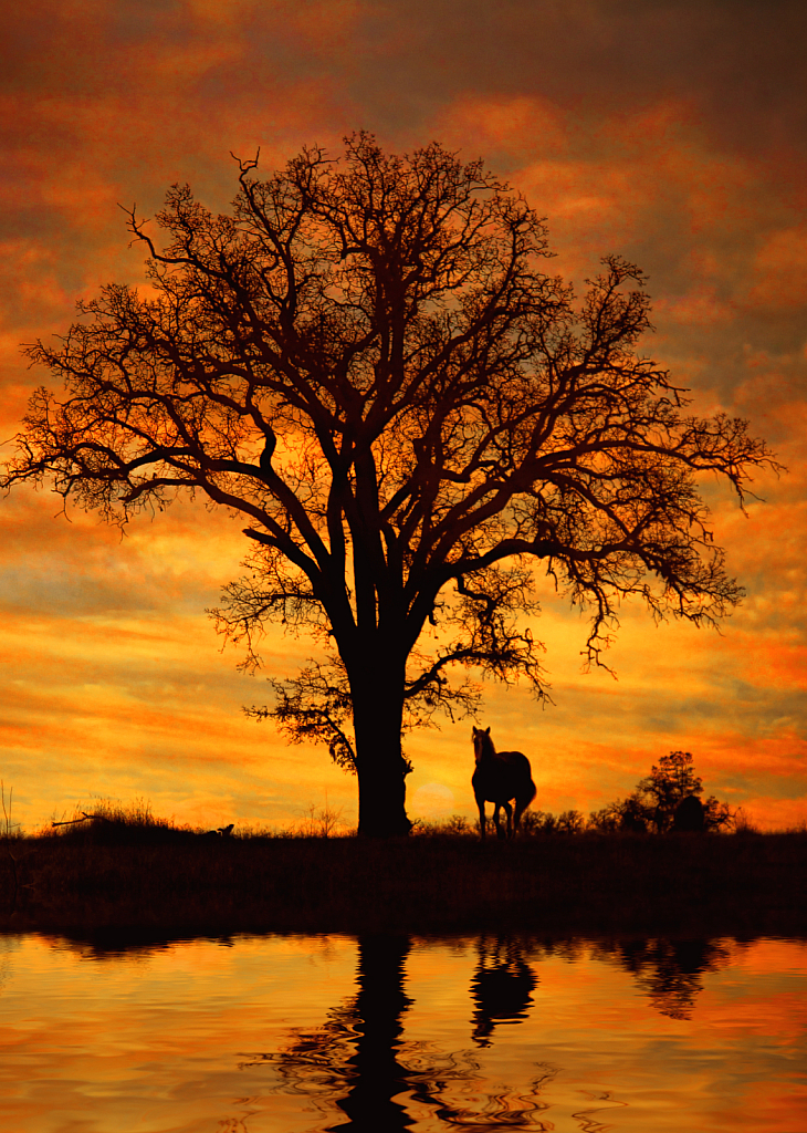 Horse and Oak Tree