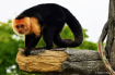 Capuchin Monkey