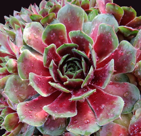 Succulent With Drops Of Water