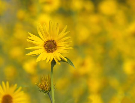 Sunflower Standout