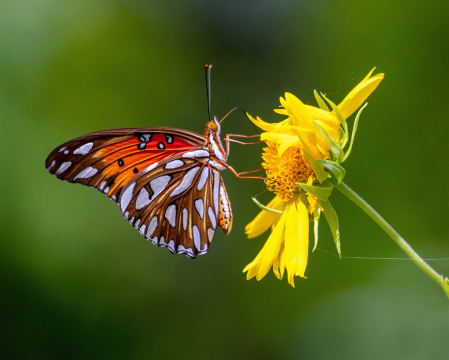 Flowers that Fly