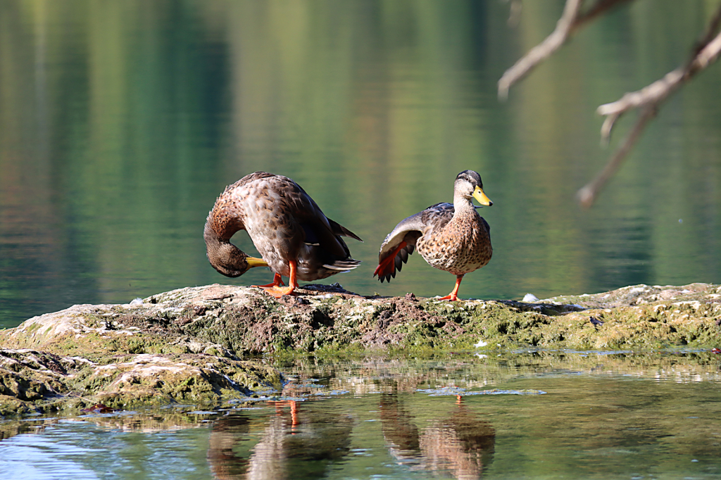 Ducks