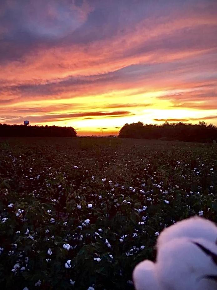 Sunset over Cotton field - ID: 15951484 © Elizabeth A. Marker