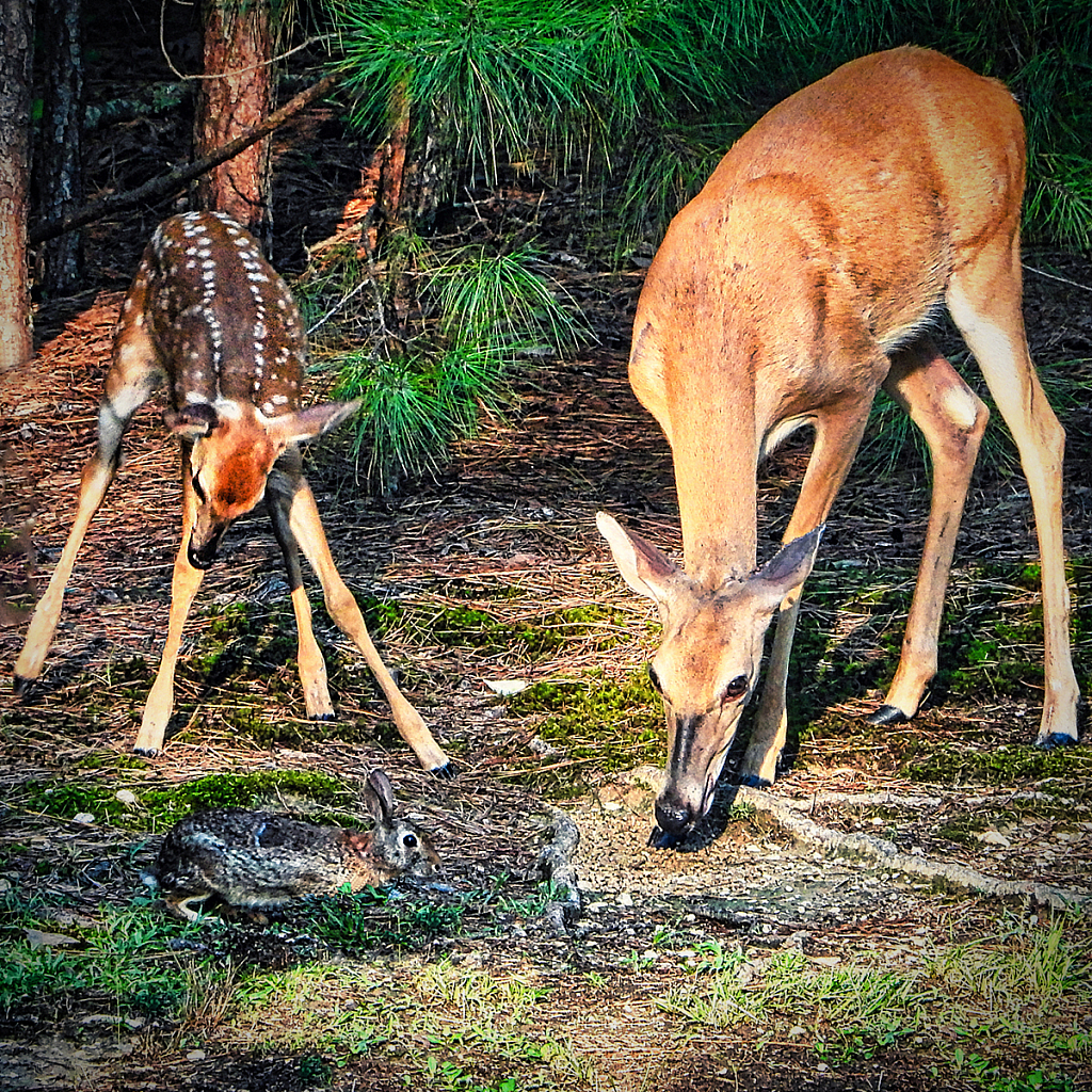 Bunny! - ID: 15951452 © Janet Criswell