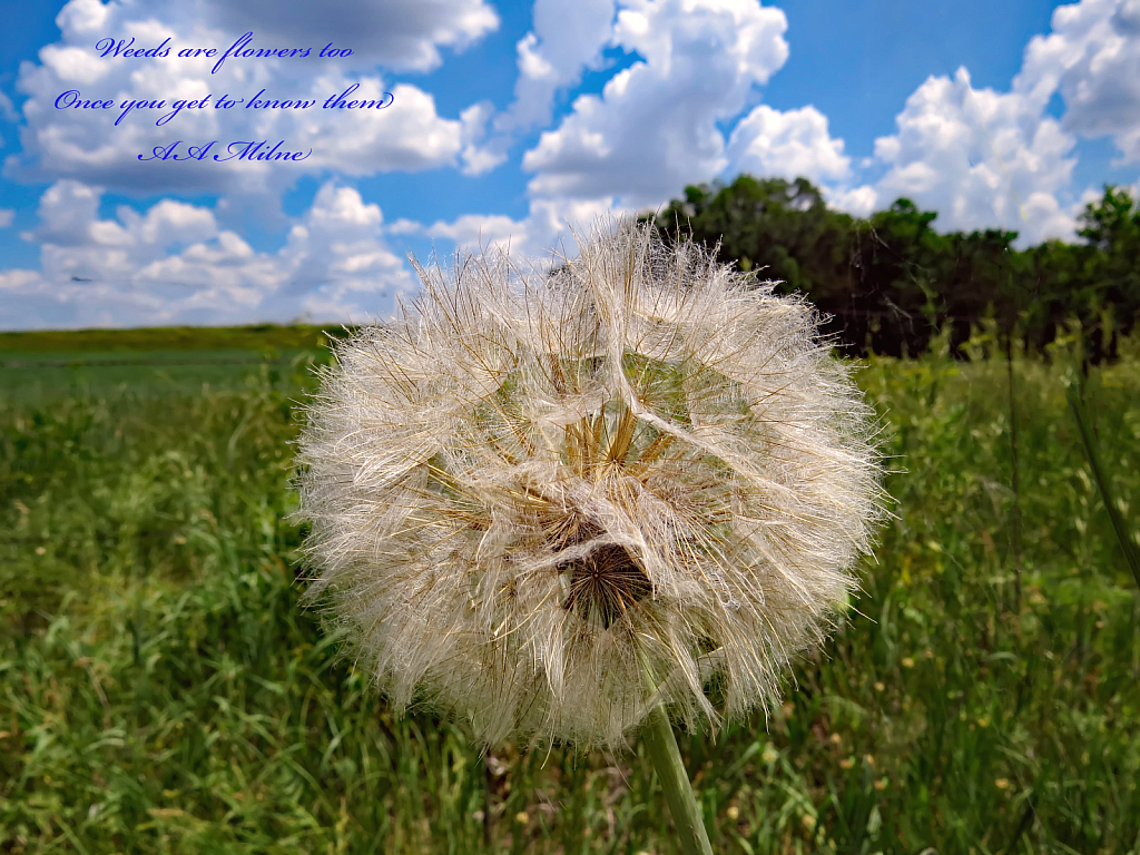 Weeds Are Flowers Too...