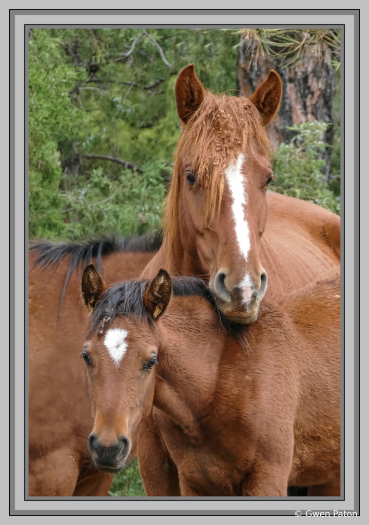 Portrait at the Wild Horse Sanctuary