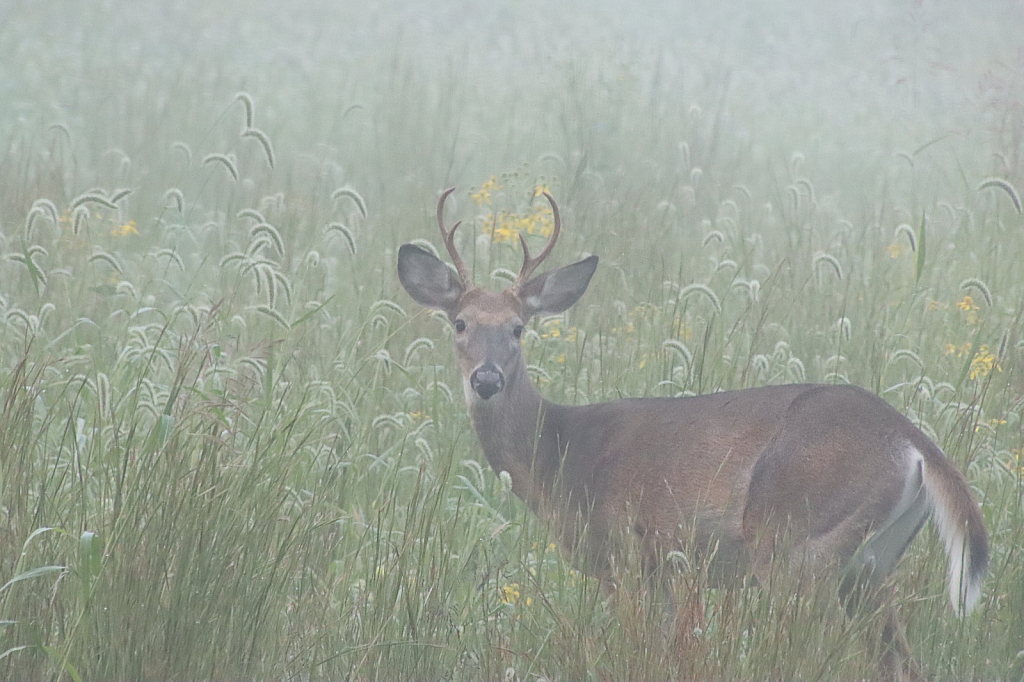 Foggy Morning