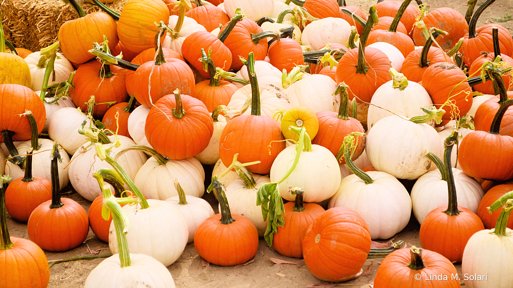 The Many Shades of Pumpkins