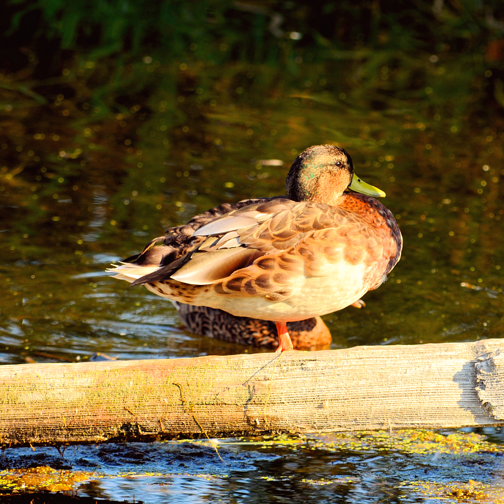 Balancing Act