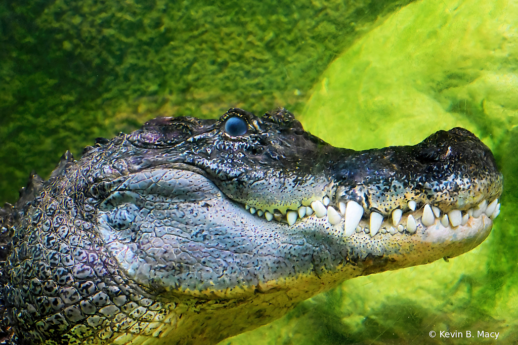 American Alligator via Glass