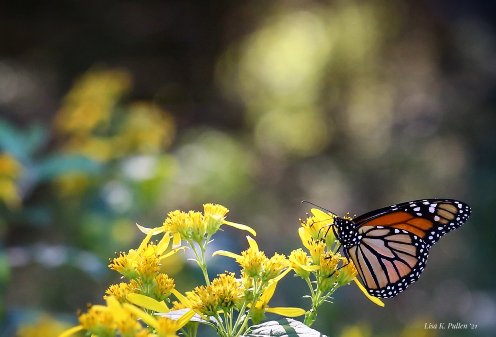 Wingstem and Wings 