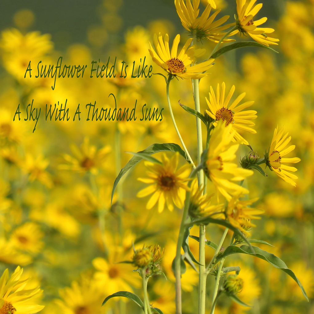 A Sunflower Field Is Like A Sky.. 
