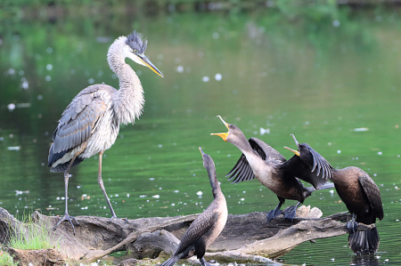 Angry Cormorants 2