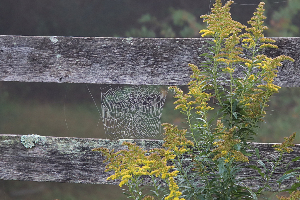 Web on a Fence