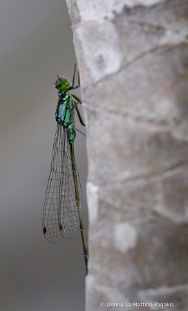 Dragonfly Shimmer 