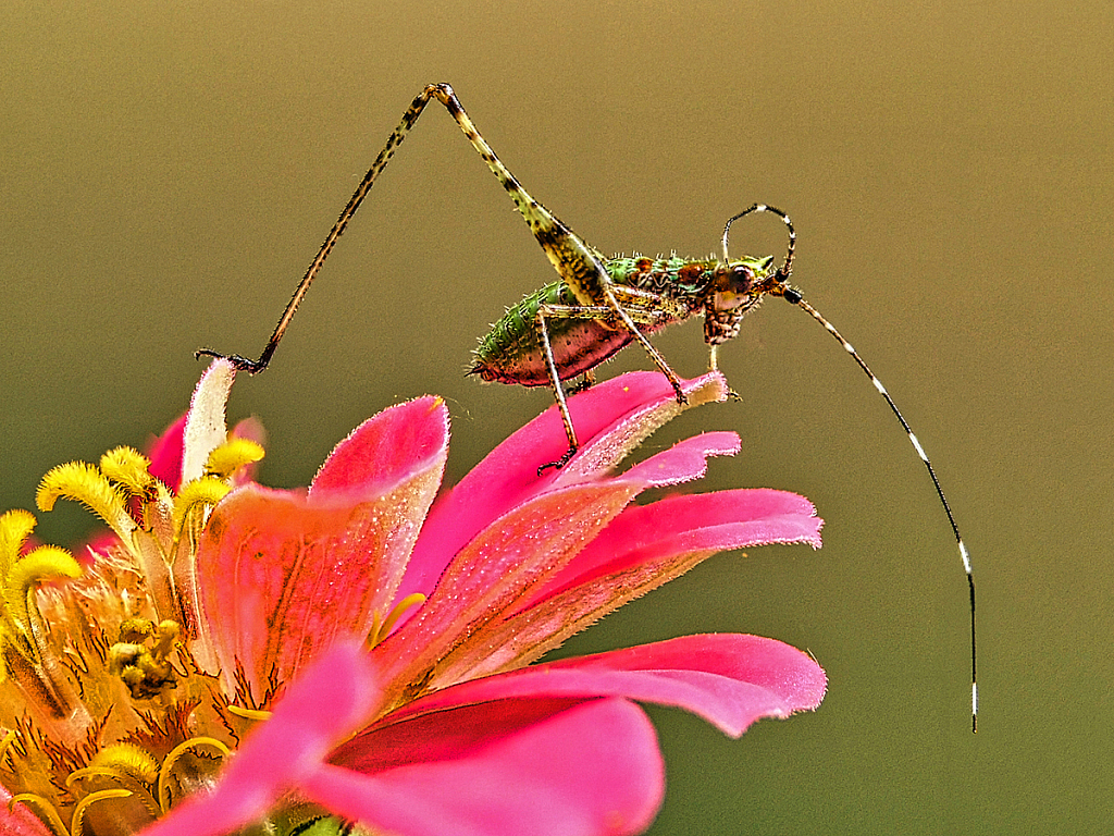 Summer Grasshopper - ID: 15952188 © Janet Criswell