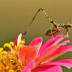 © Janet Criswell PhotoID# 15952188: Summer Grasshopper