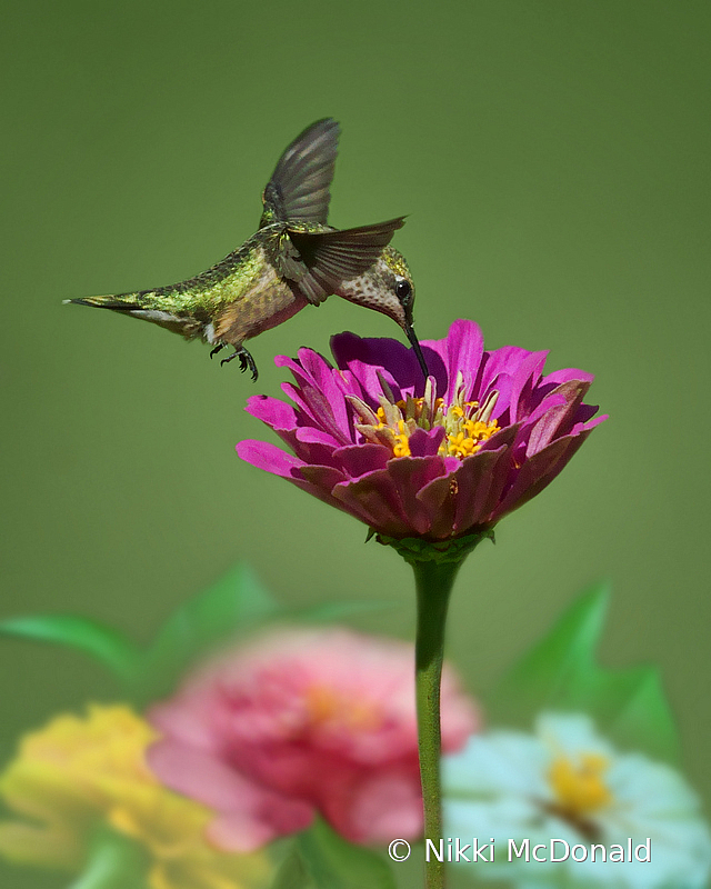 Dip and Sip - Ruby-throated Hummingbird