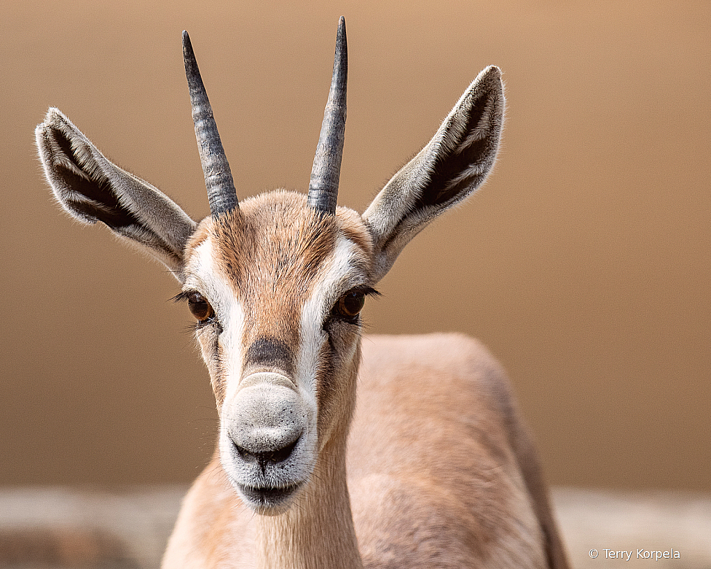 Speke's Gazelle - ID: 15952340 © Terry Korpela