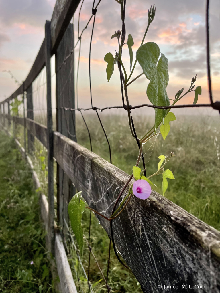 Welcome to janice-lecocq-photography.com