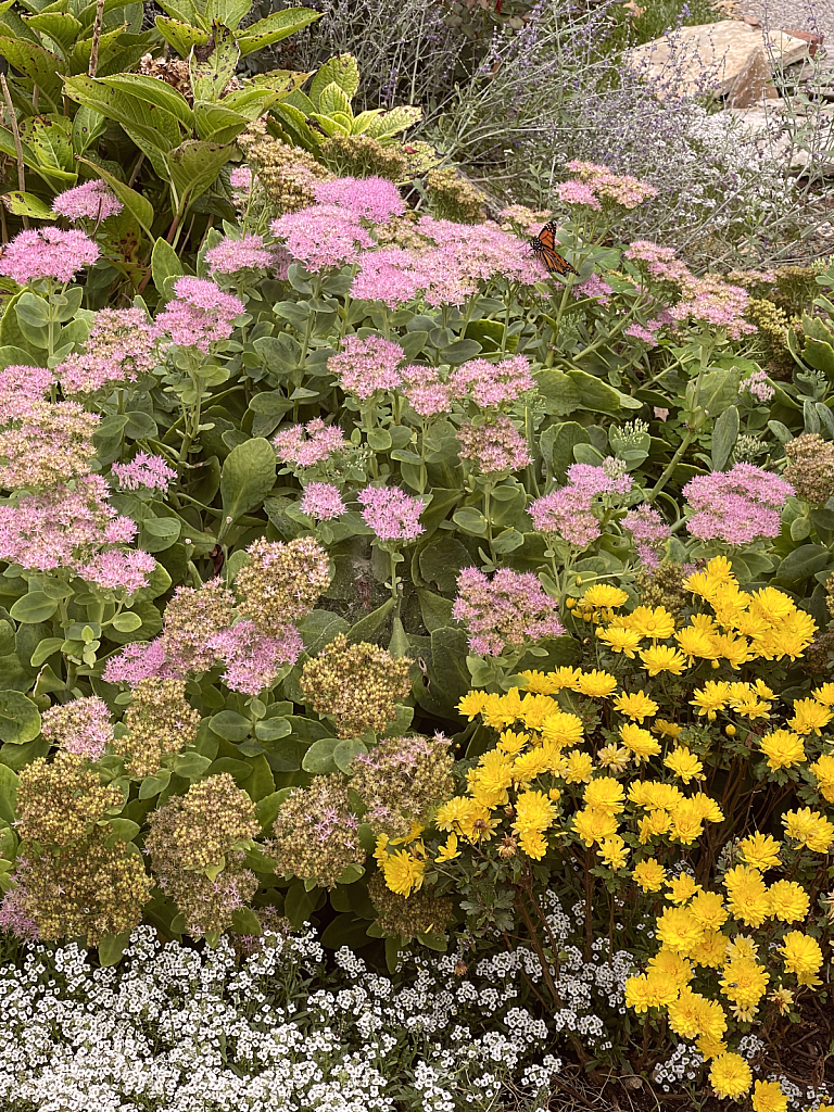 Butterfly attracting garden