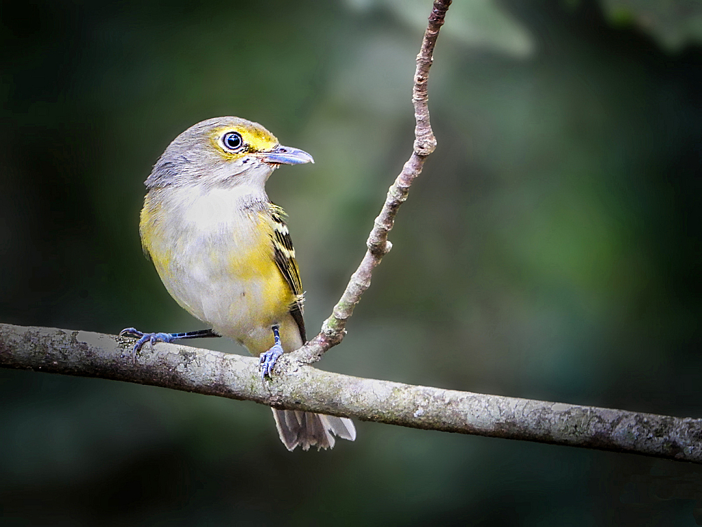 White-eyed Vireo - ID: 15952363 © Janet Criswell