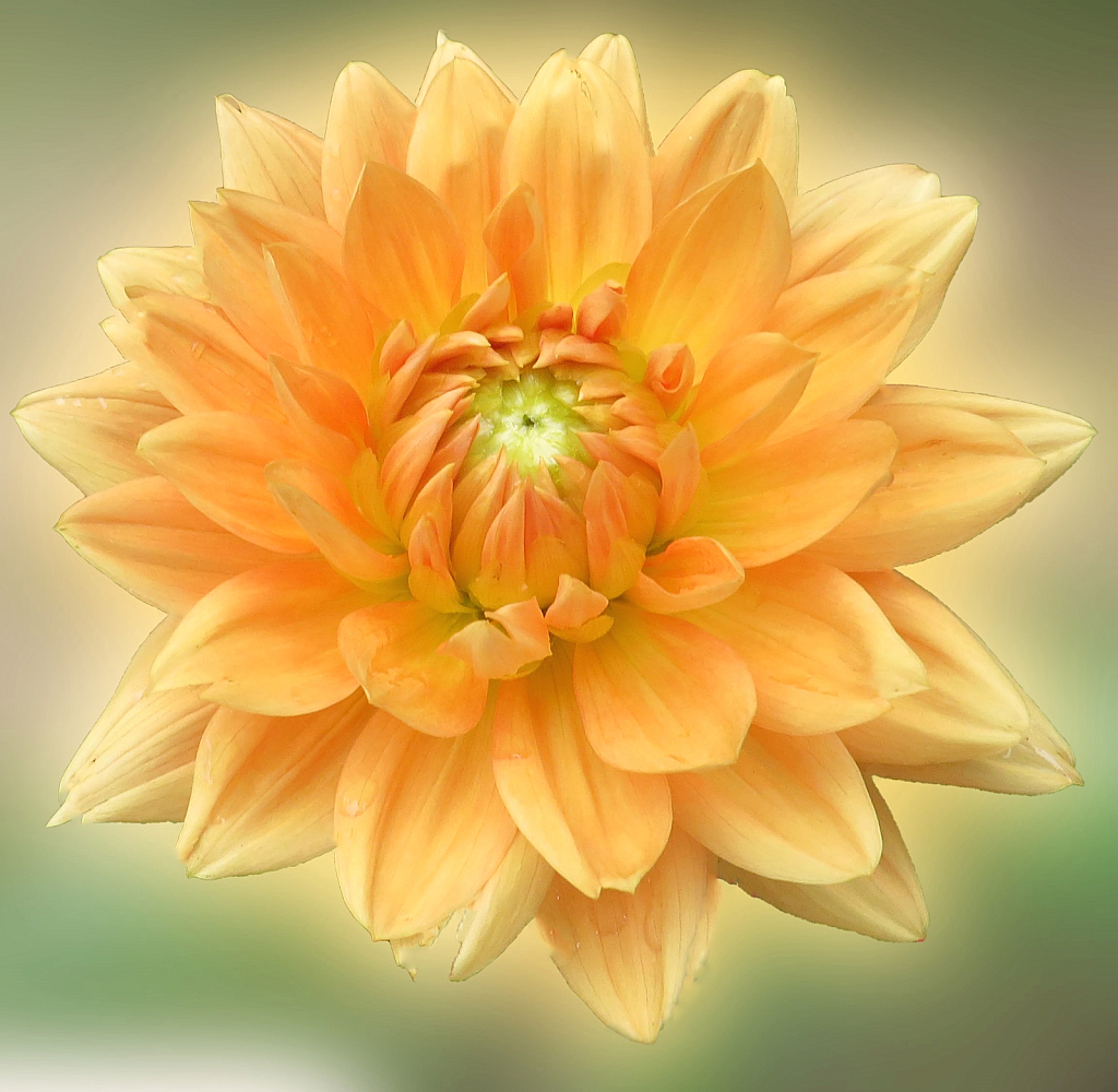 Yellow Dahlia